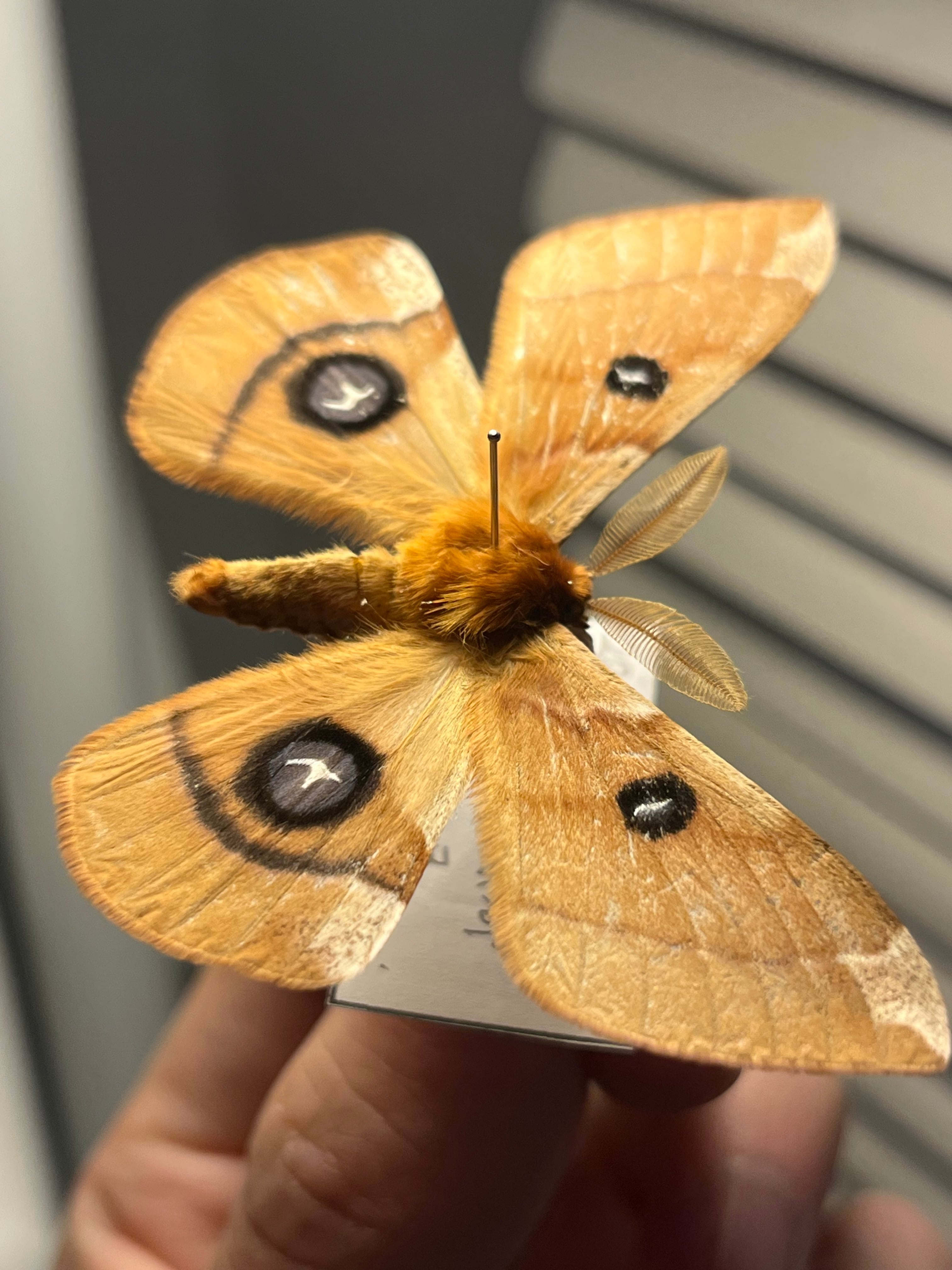 極美個体】ピカソモスタナバタユタカヤガ蛾ルナモスミズアオモルフォ