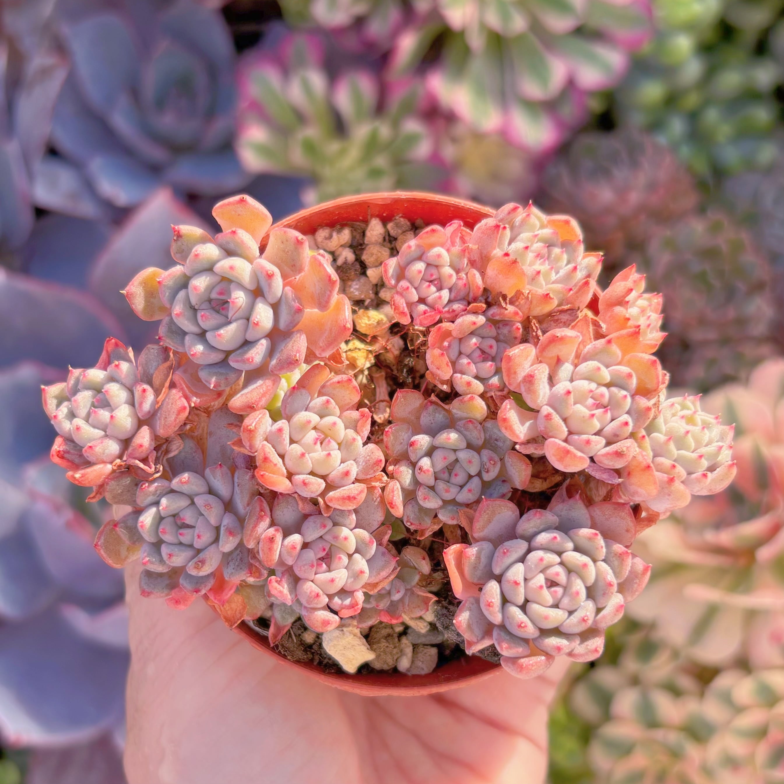 現品　ピンクバブル#1137　群生　るる農園