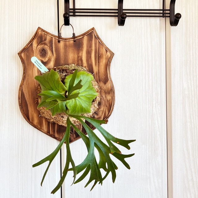 ビカクシダ キッチャクード 板付 【観葉植物 壁掛け コウモリラン】