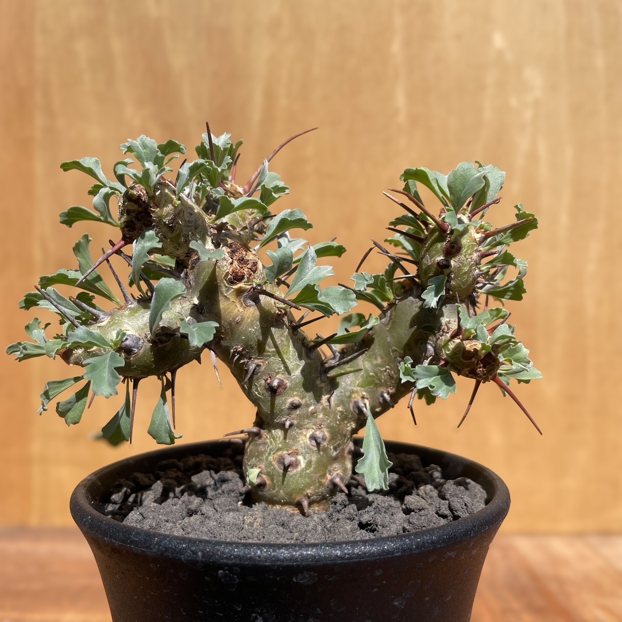 Sarcocaulon crassicaule【サルコカウロン・クラシカウレ】