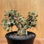 Sarcocaulon crassicaule【サルコカウロン・クラシカウレ】