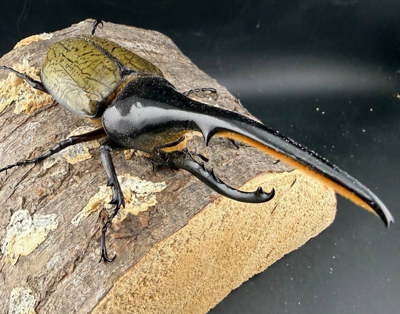 《ヘラクレス・ヘラクレス 137mm ペア》