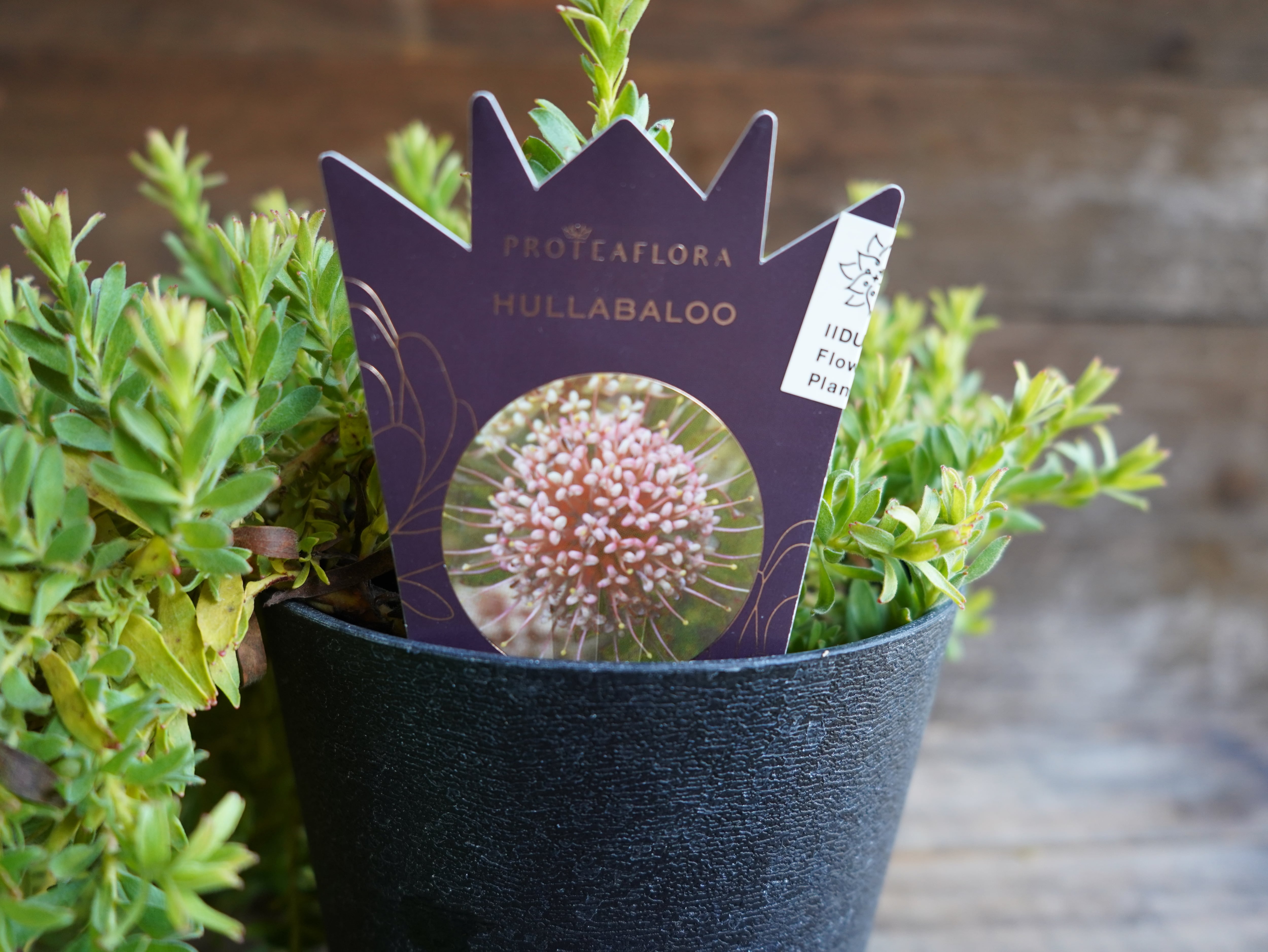 【現物】リューコスペルマム　”ハルバルー”　B