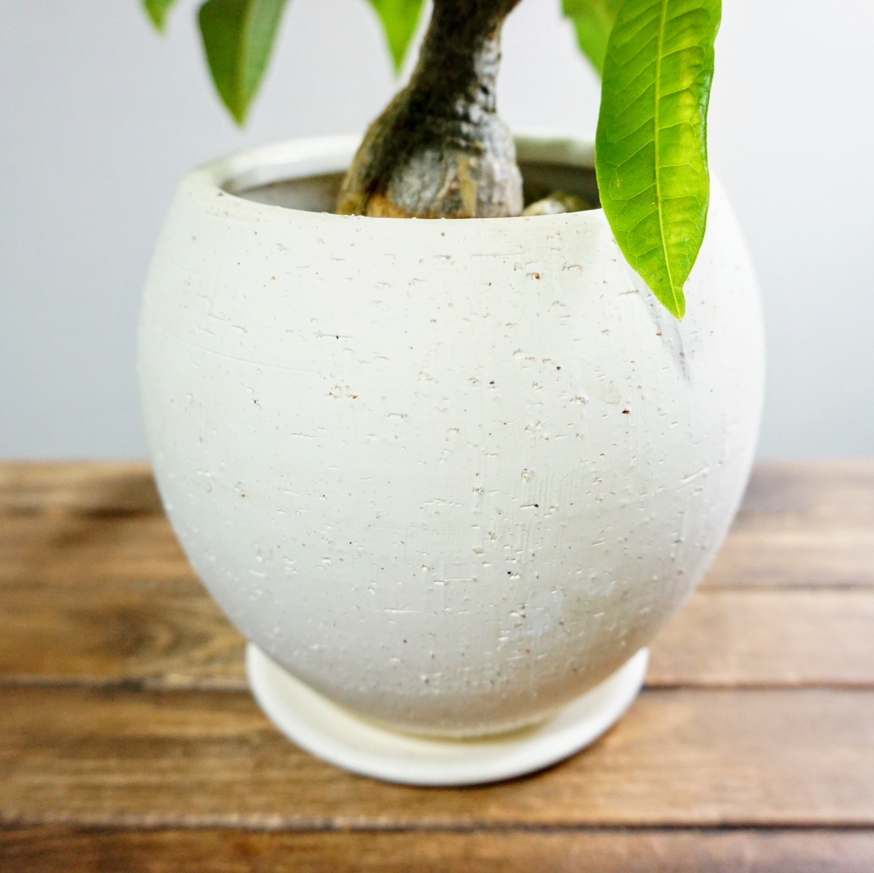 実生 パキラ 観葉植物 Plants Link