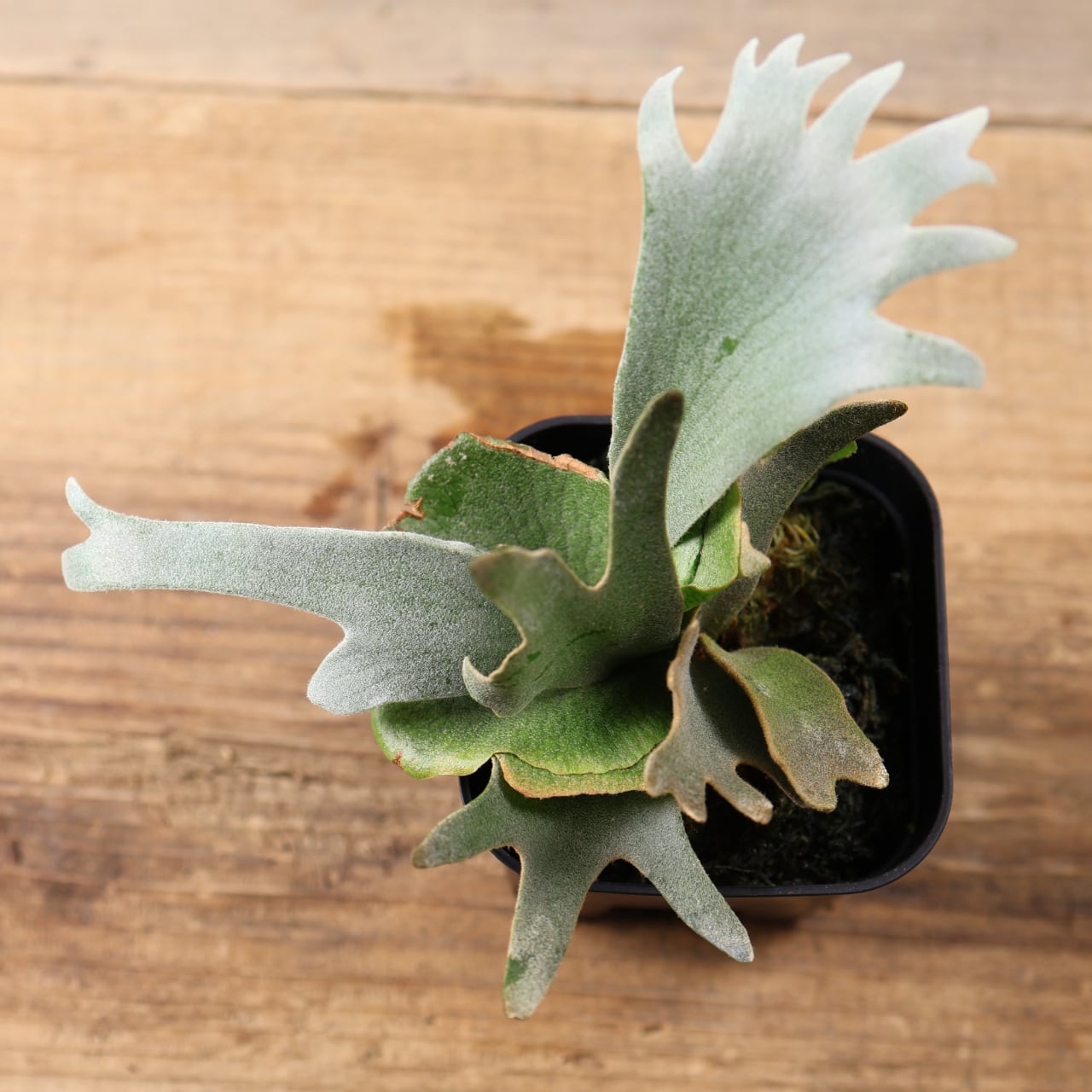 603『ビカクシダ ナノ Nano』 観葉植物【送料無料】 | MARX PLANTS