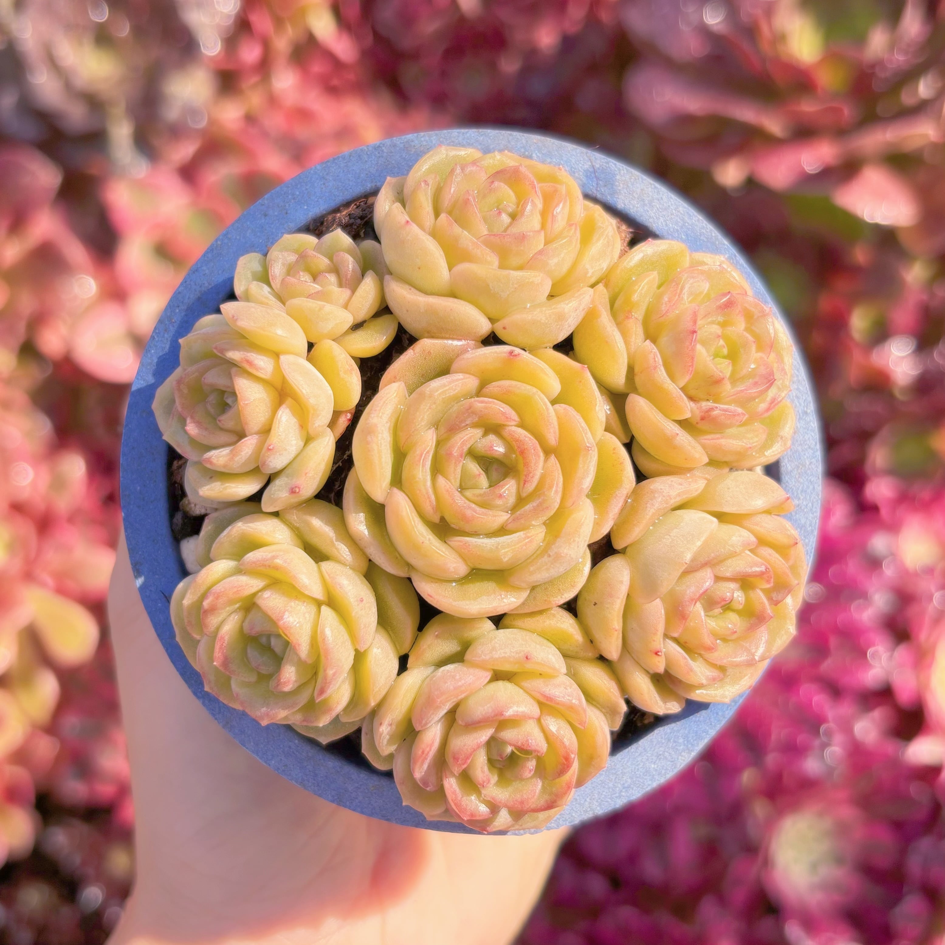 多肉植物　溶金ようきん(7苗)　新入荷　るる農園