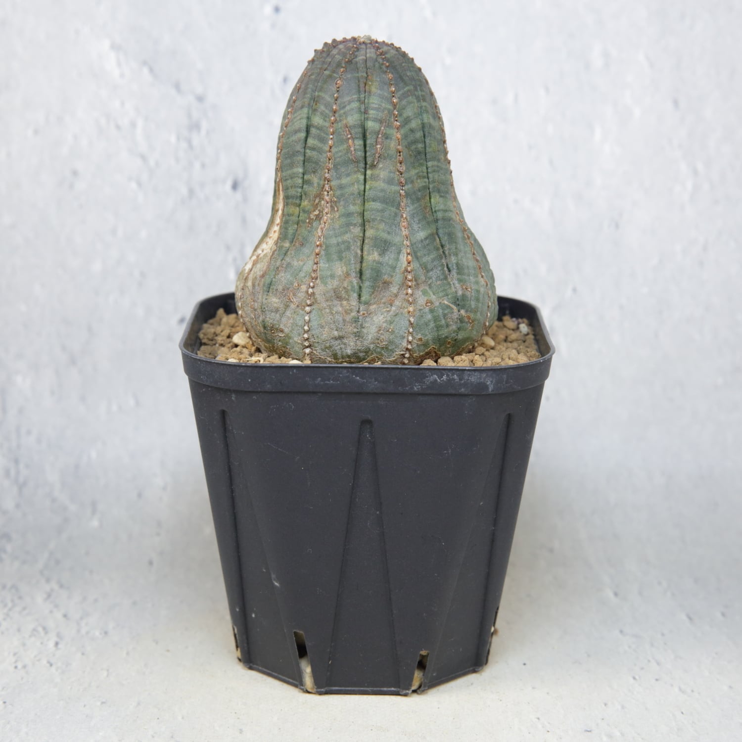 ユーフォルビア　オベサ　木質化 ユーフォルビア オベサを木質化させる方法、育て方を解説 - YouTube