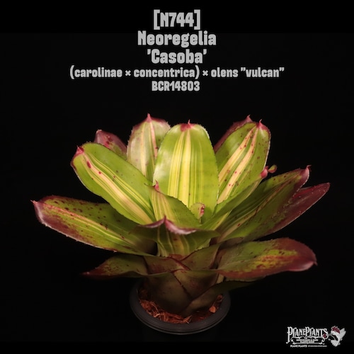 Neoregelia 'Casoba'〔ネオレゲリア〕N744