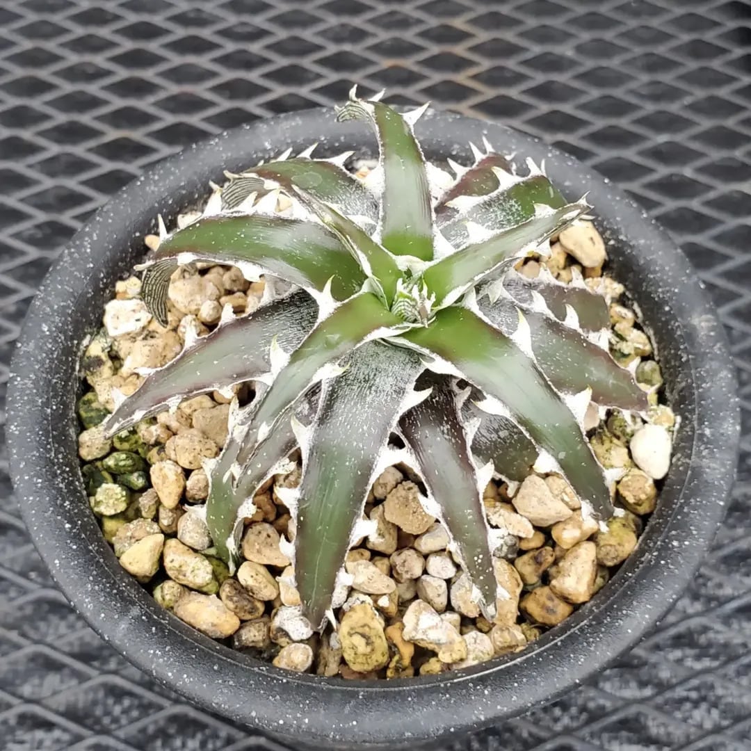 Dyckia（ディッキア） | レアプランツ通販サイトPlants Maniax