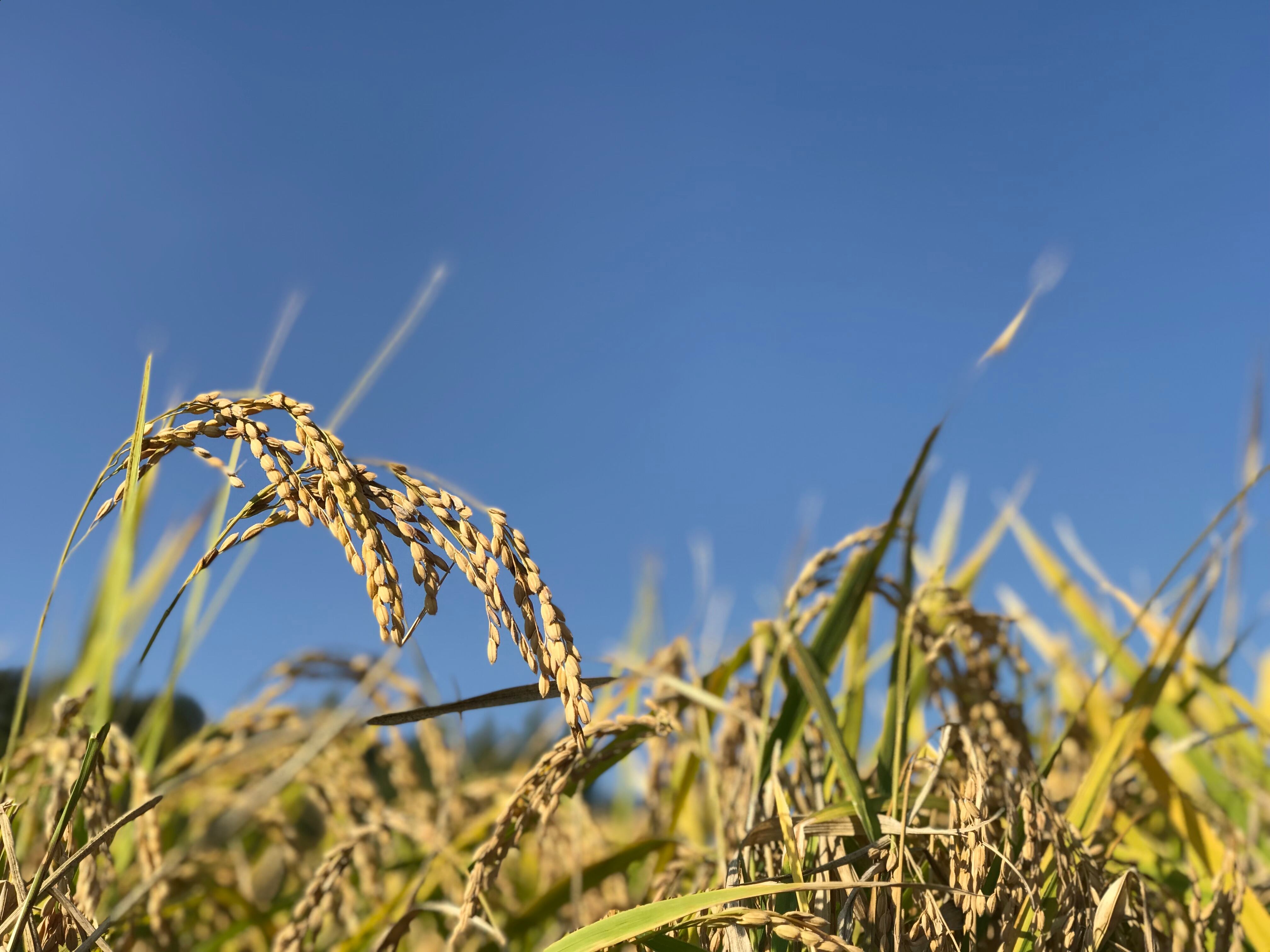 【贈り物:コメギフト】レンゲ農法で育てたお米　もちもち低アミロース米 自家精米5kg
