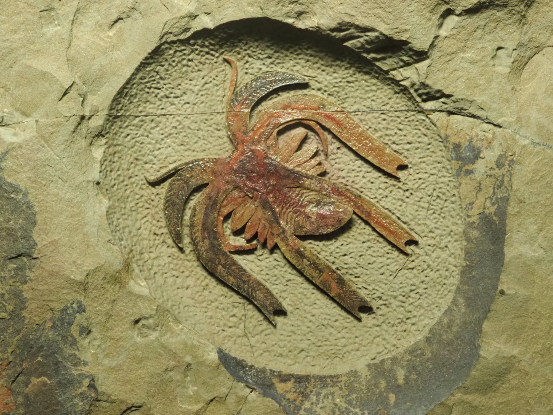 激レア！ウミサソリ（プテリゴトゥス）の化石【Pterygotus
