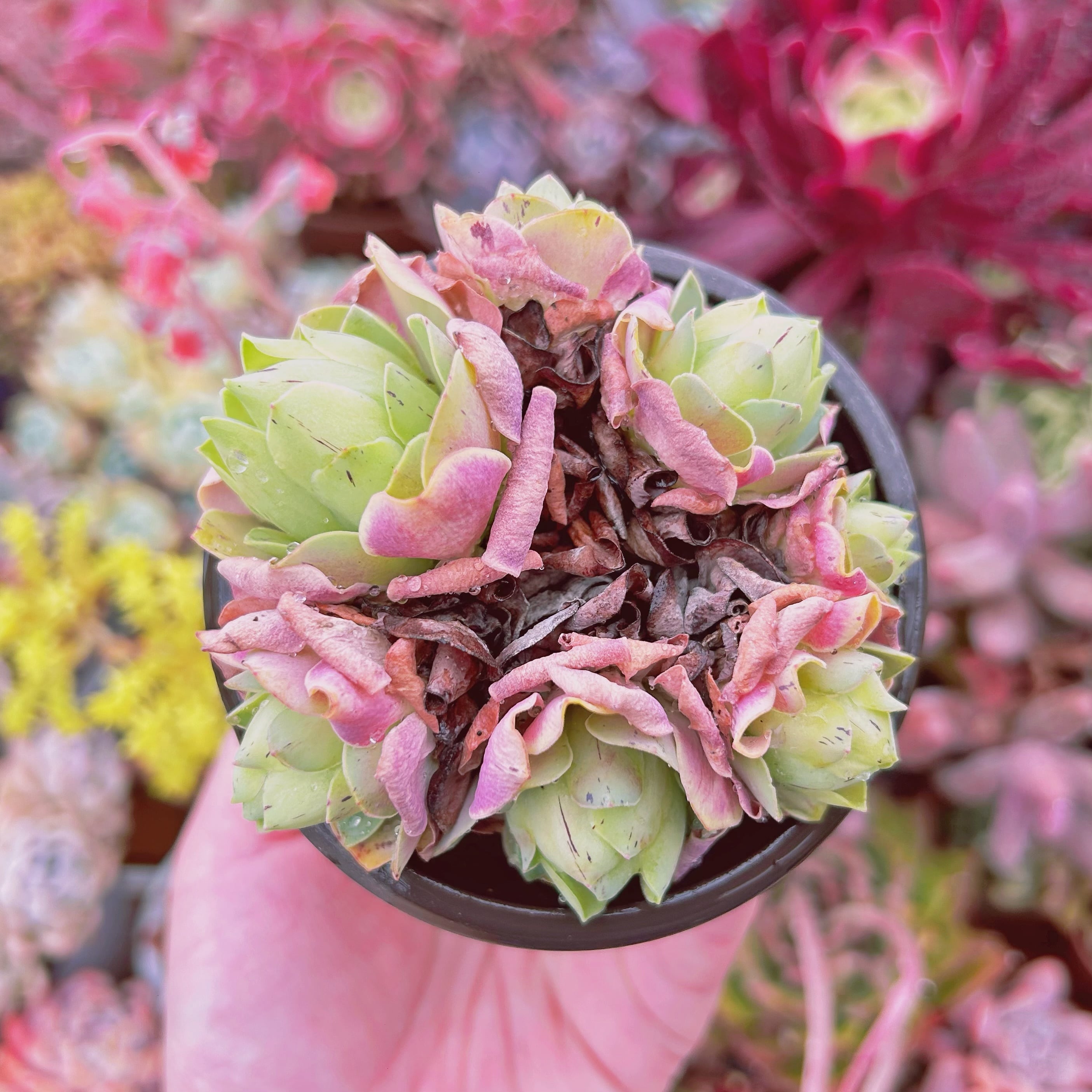 現物 多肉植物 グリーノビア 血桜 抜き苗 | るる農園~多肉植物専門