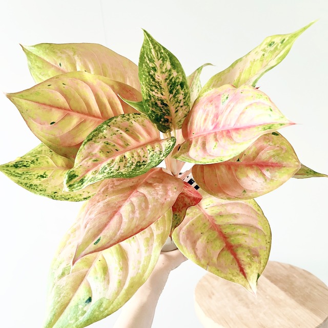 【再入荷】アグラオネマ プラカイペットレッド 観葉植物 室内 calm cafe