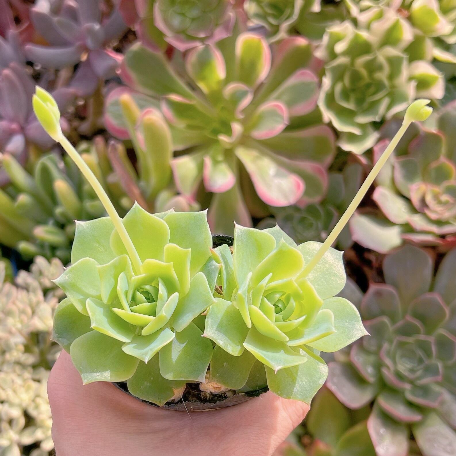 現品　マクドガリー ワイドリーフ#607   古株　るる農園