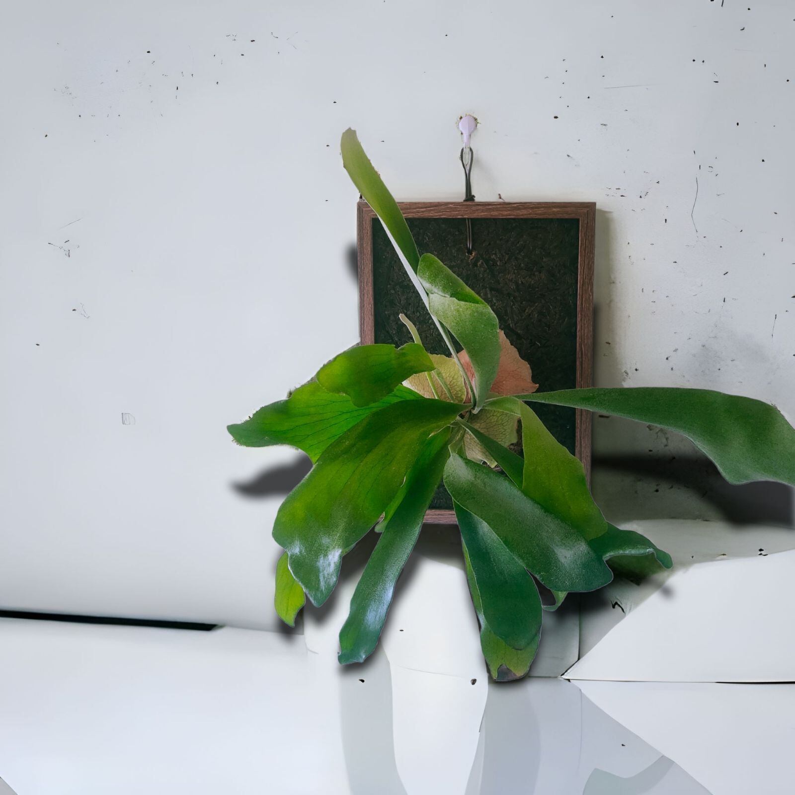 壁掛け植物*額縁付 ビカクシダ コウモリラン 板付け | 植田屋