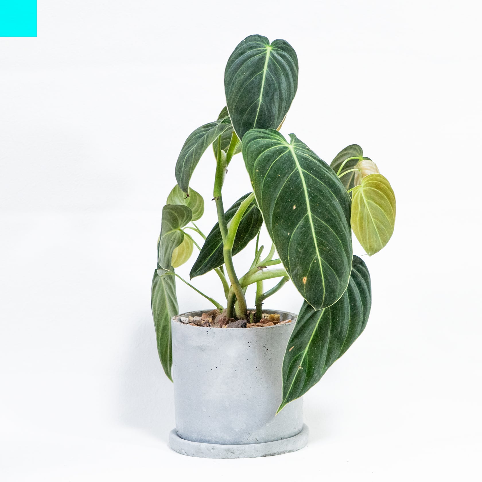 その他観葉植物 HIRO フィロデンドロン・ビロードカズラ 深い緑のベルベット葉が空間を彩る