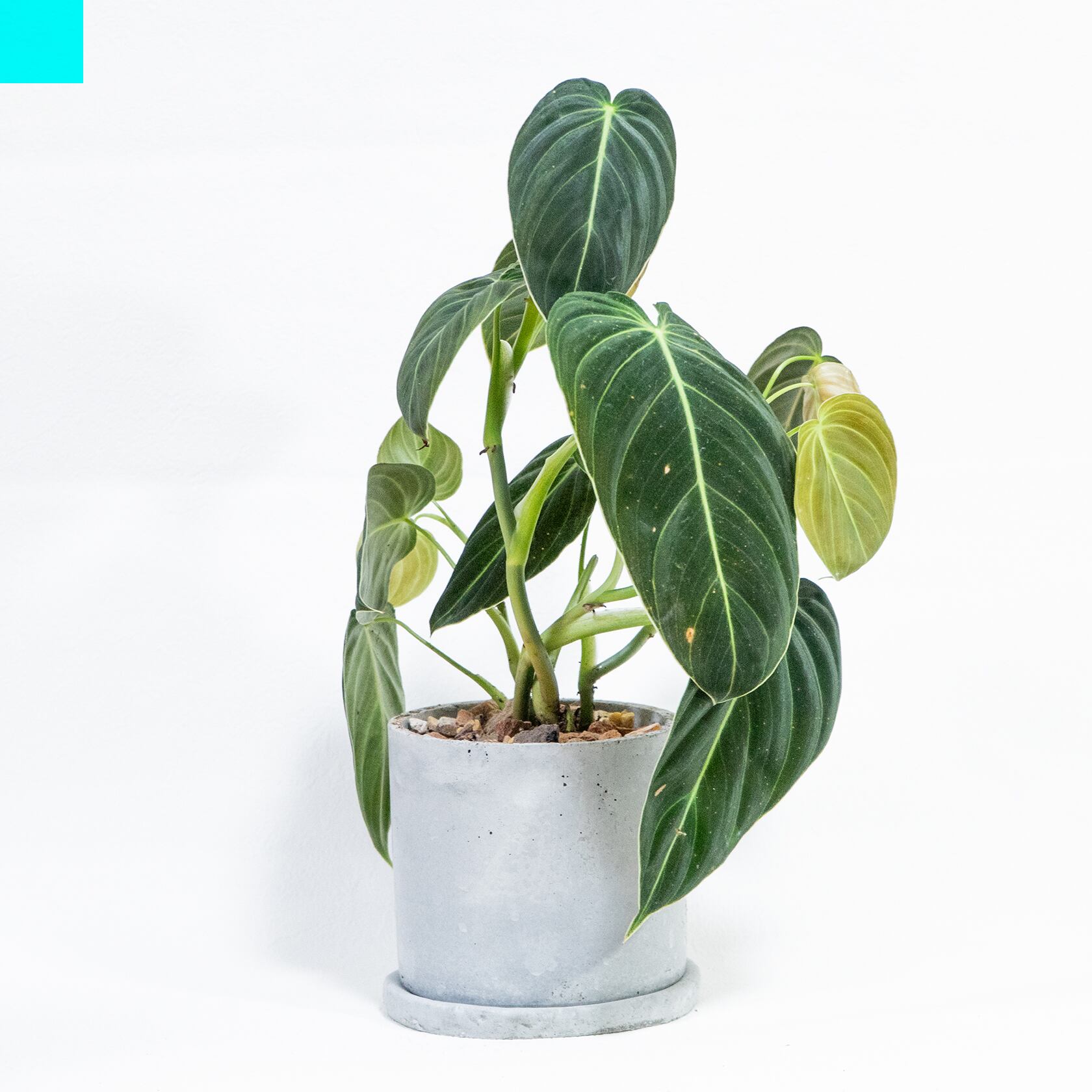 フィロデンドロン・ビロードカズラ 深い緑のベルベット葉が空間を彩るモルタル鉢仕立て