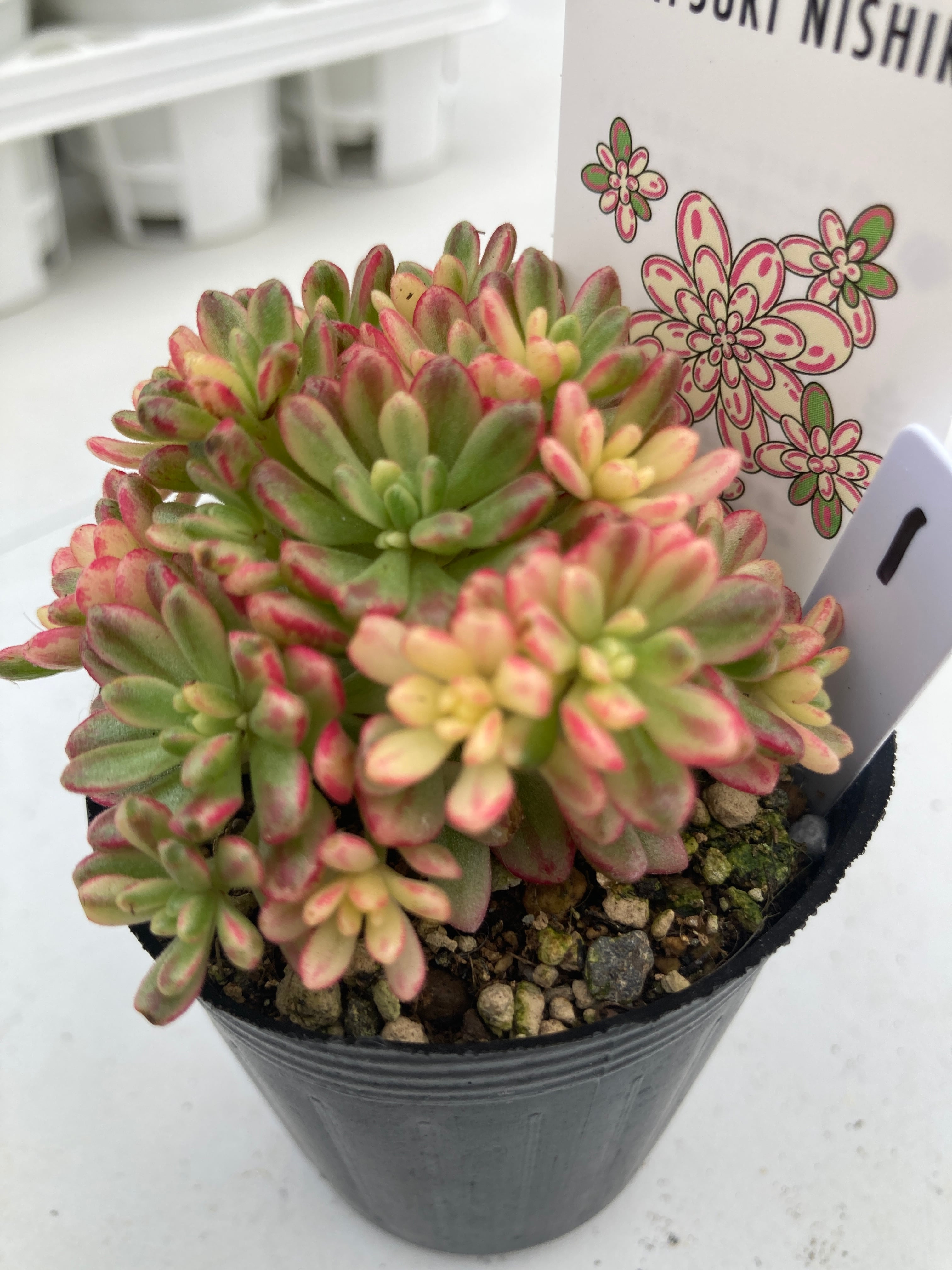 現物商品】 小人の祭り錦 ① | 多肉植物研究所