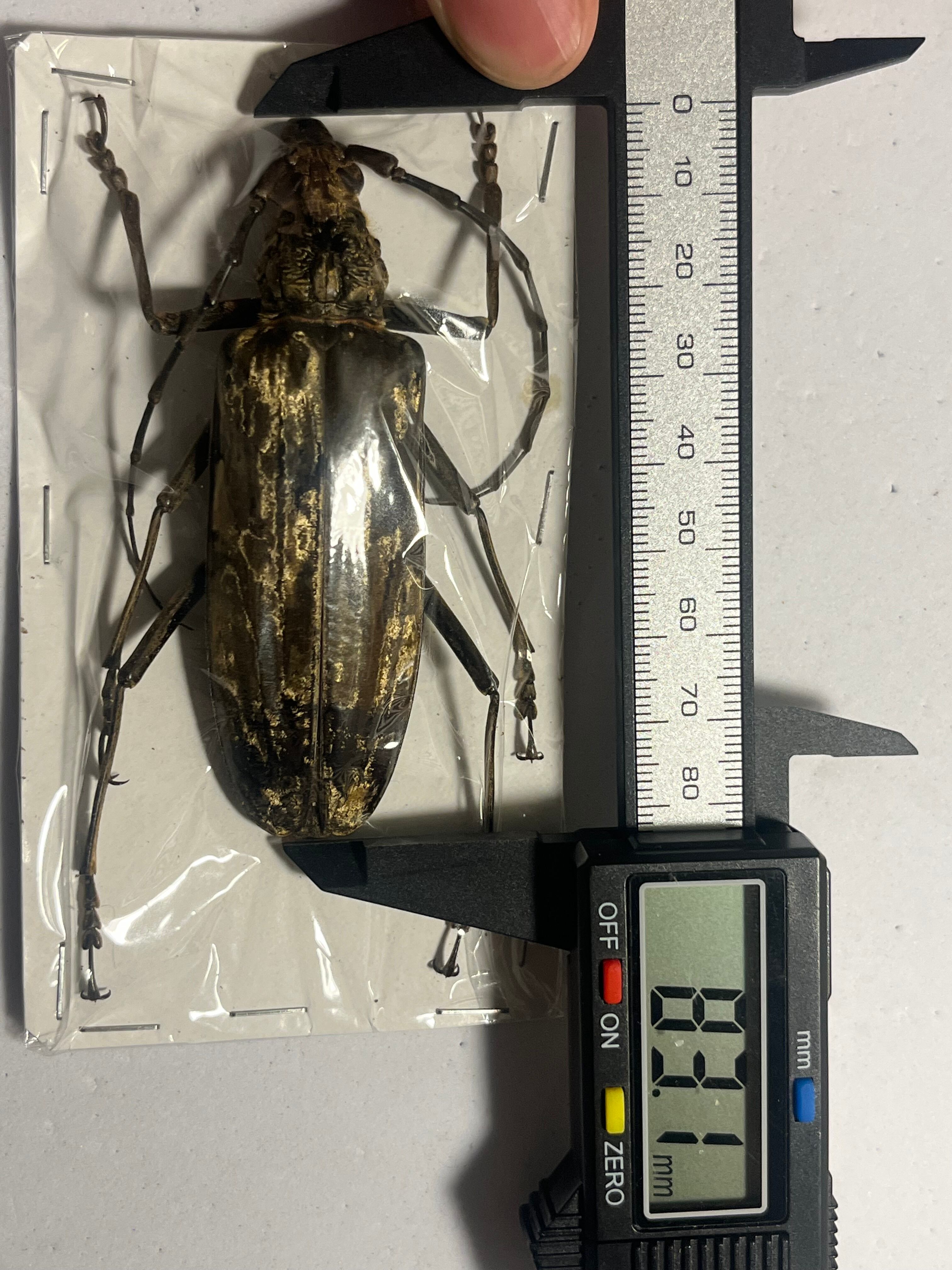 未展足】オオミヤマカミキリ♀標本 カミキリムシ Xixuthrus 天牛