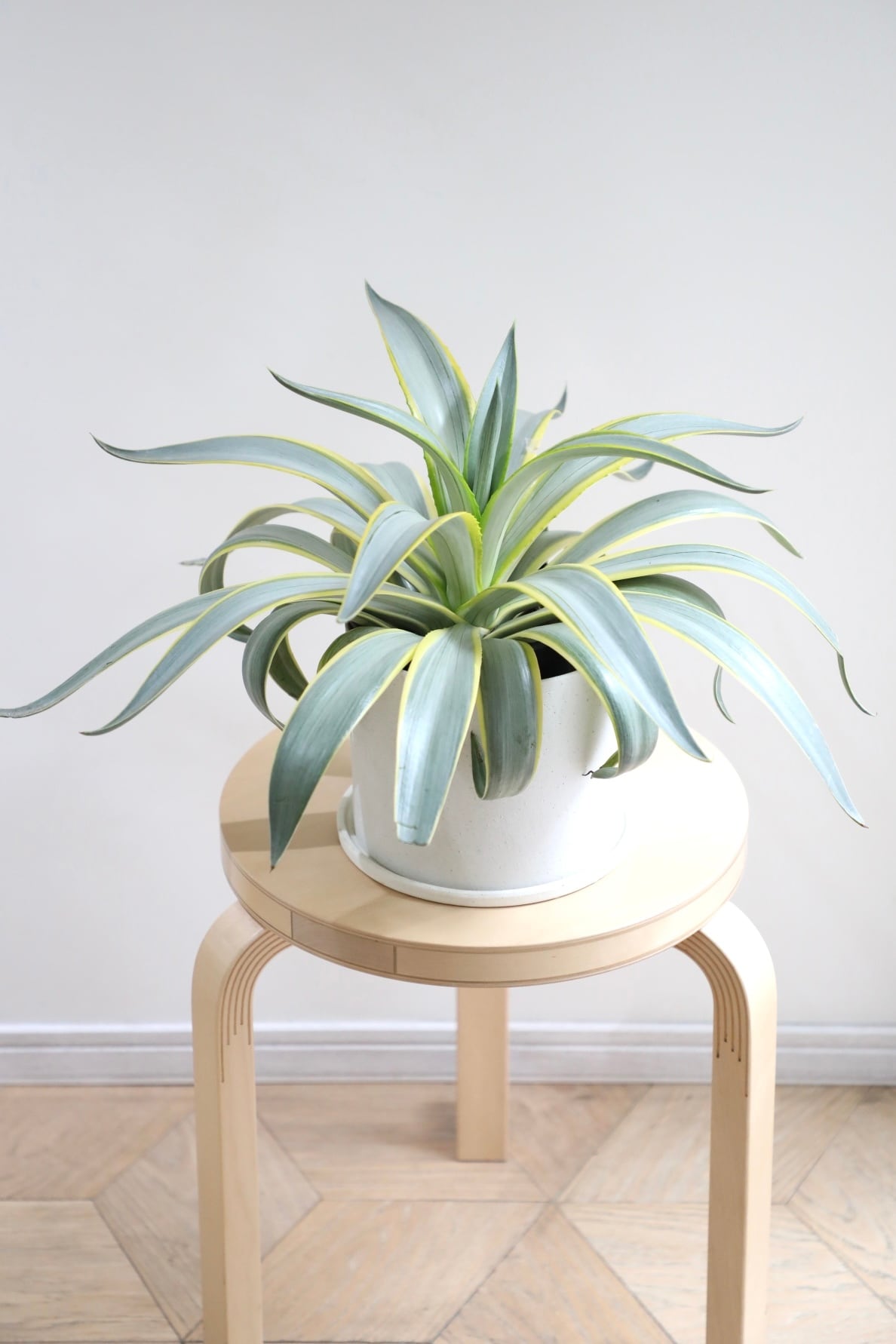 M】チランジア カーリースリム/Tillandsia Curly Slim ※ウッドポット