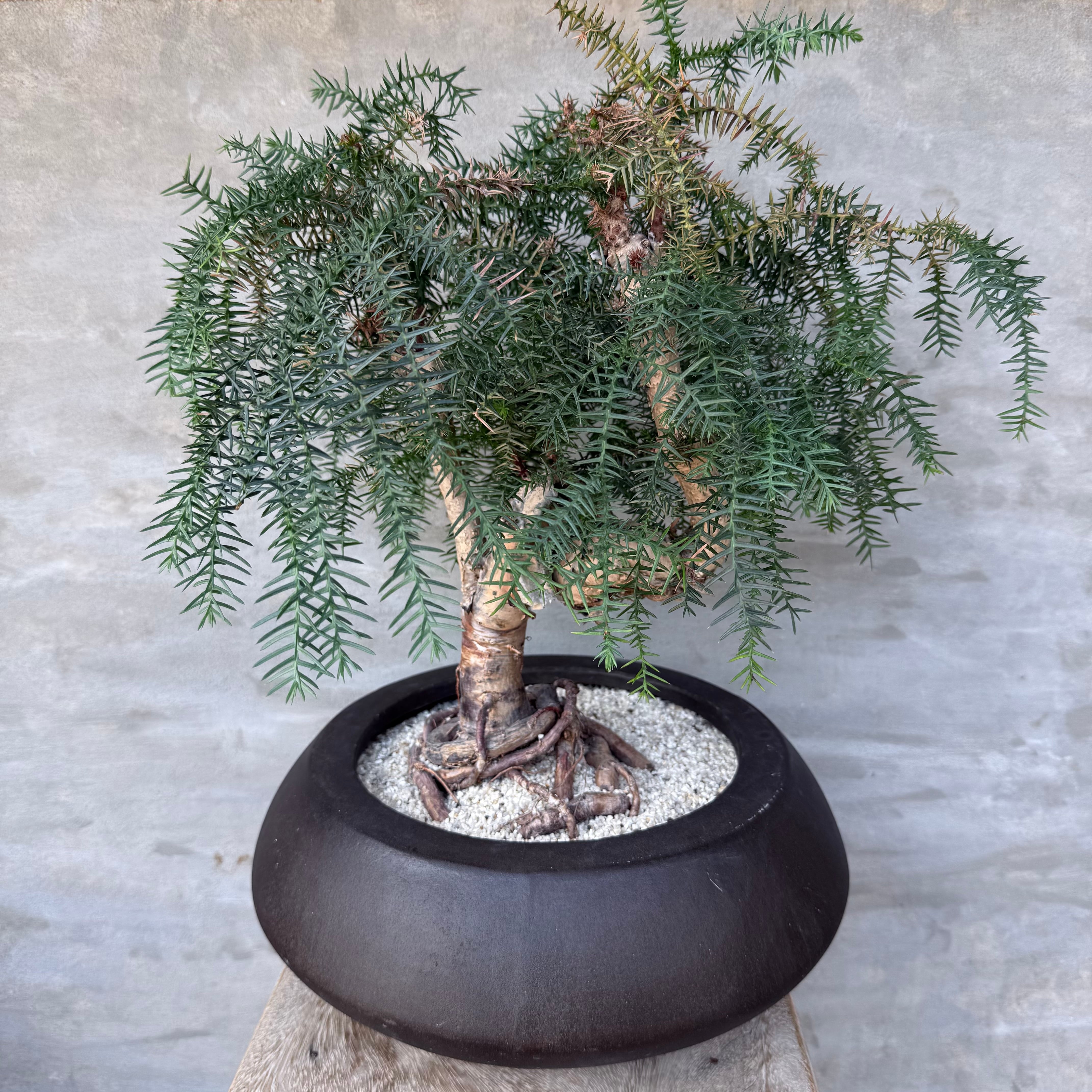 植物 | A-PLANTS