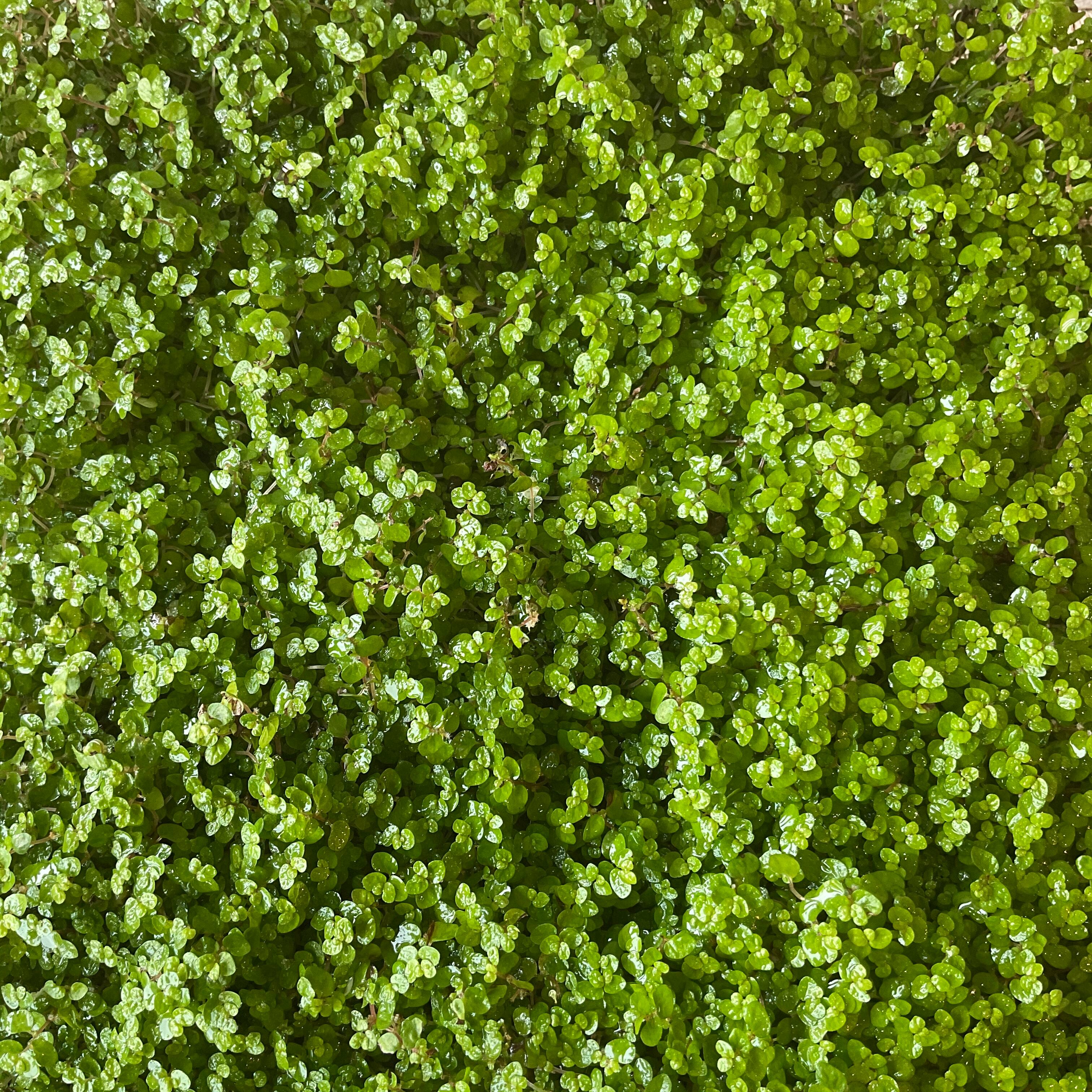 ベビーティアーズ シート 橋本種苗園