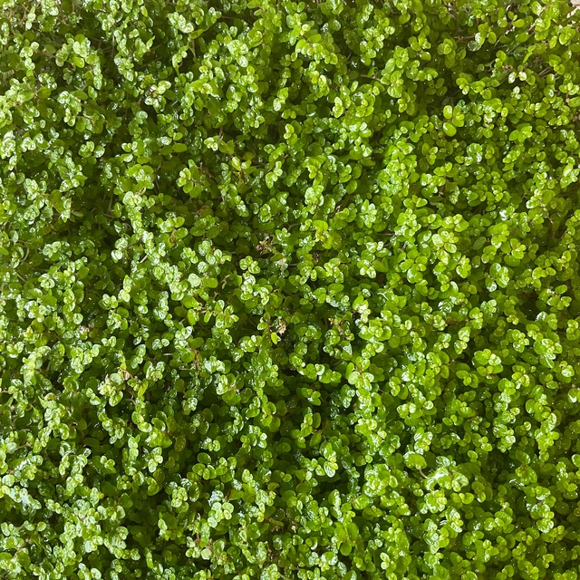 ベビーティアーズ シート 橋本種苗園 ベビーティアーズ シート 橋本種苗園