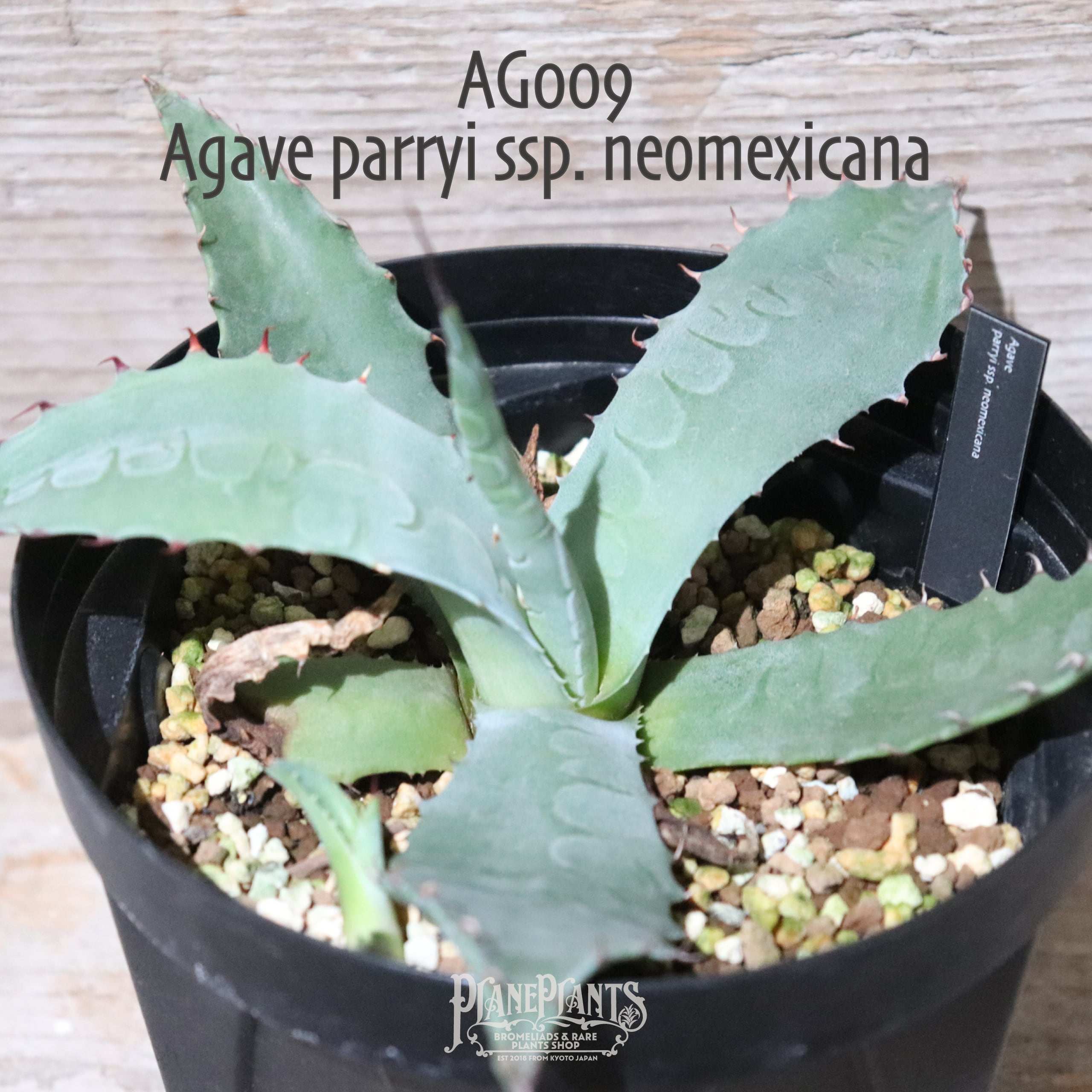 送料無料】Agave parryi ssp. neomexicana〔アガベ〕現品発送AG0009