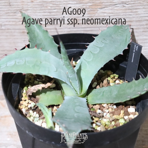 【送料無料】Agave parryi ssp. neomexicana〔アガベ〕現品発送AG0009