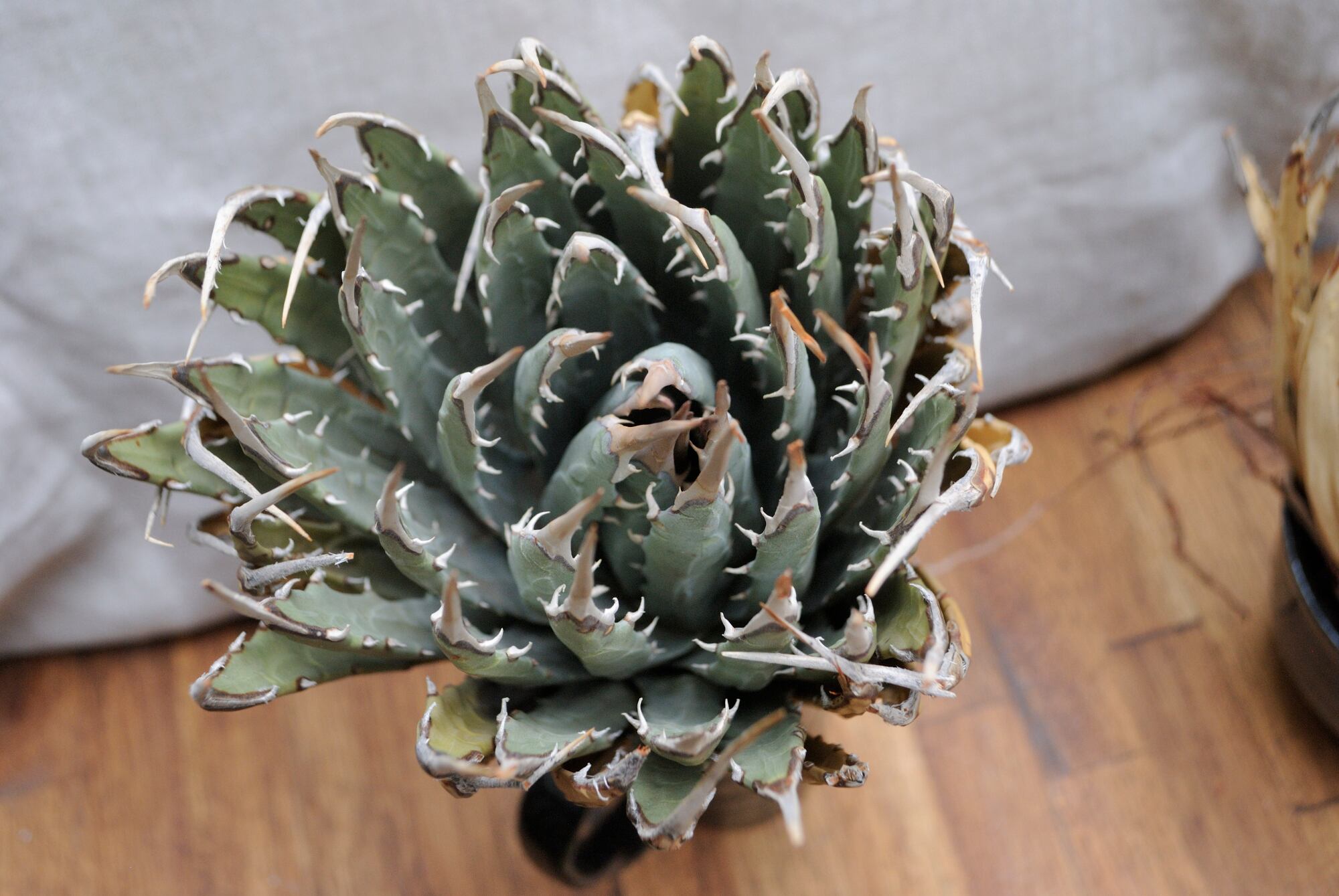 アガベ ユタエンシス エボリスピナ No.6 | Agave Rocon アガベ ユタエンシス エボリスピナ No.6 | Agave Rocon