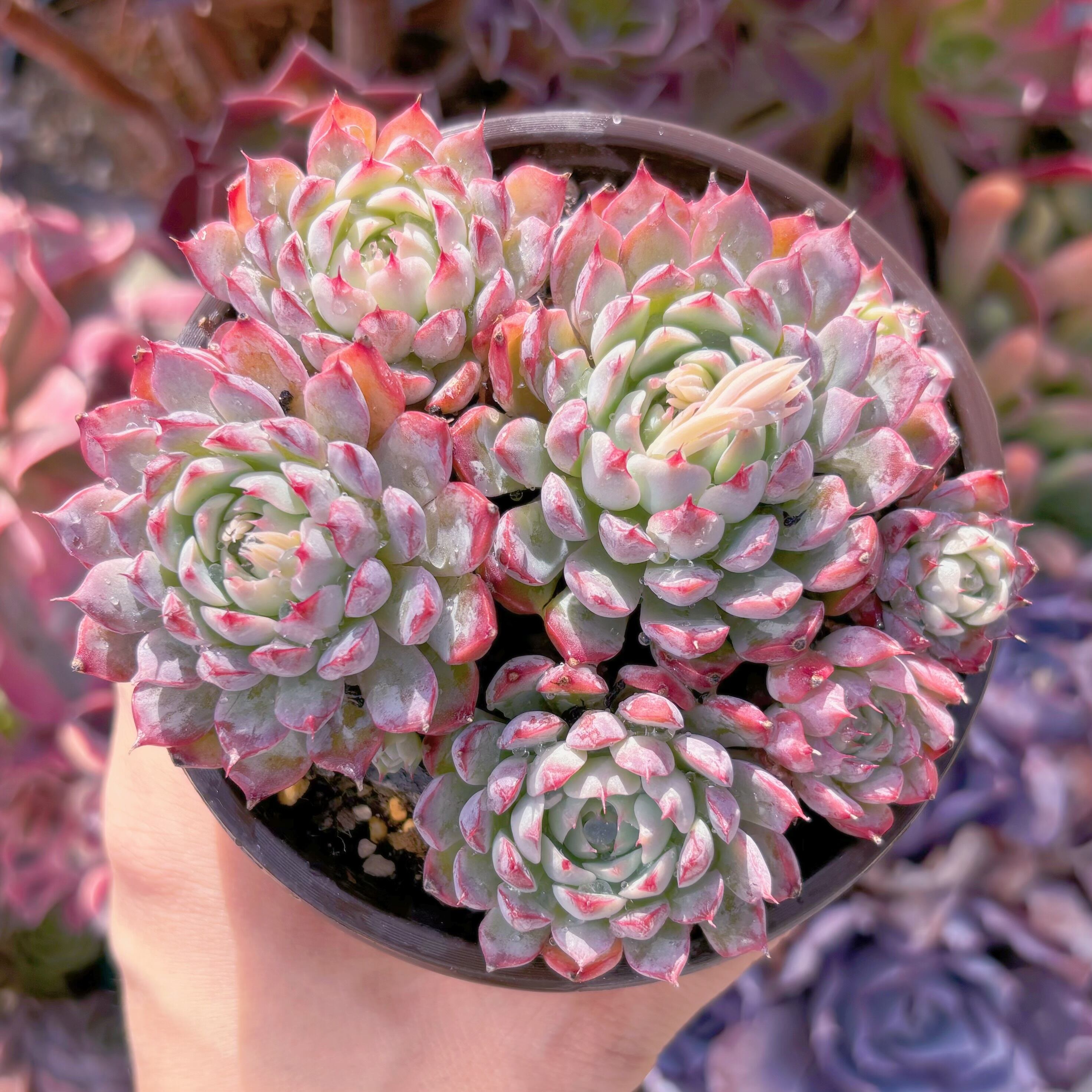 現品　芍薬#A89　古株　新入荷　るる農園