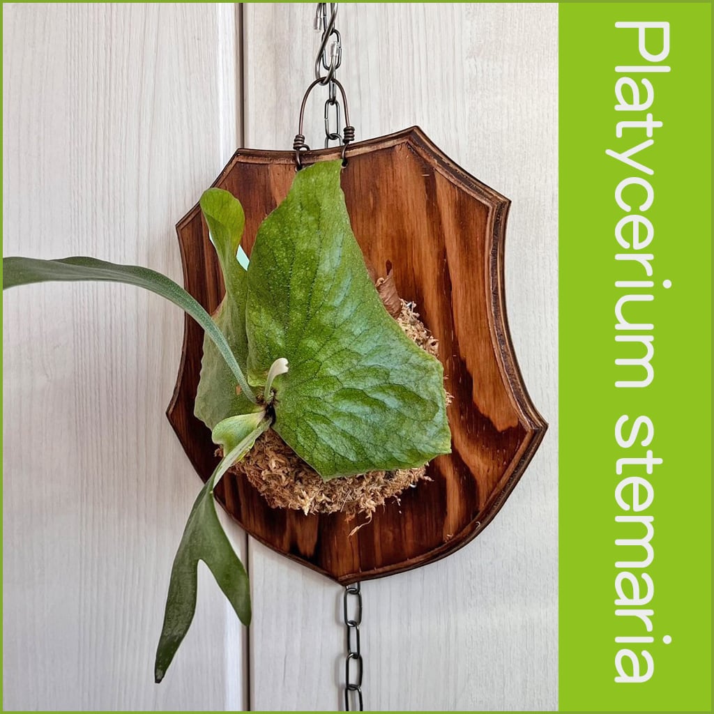 ビカクシダ ステマリア（Platycerium stemaria） 子株付き ビカクシダ