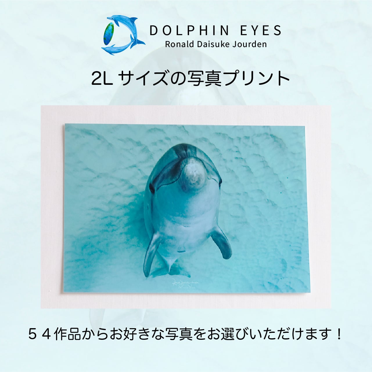 DOLPHIN EYES 写真プリント 2Lサイズ イルカ・クジラ・ウミガメ