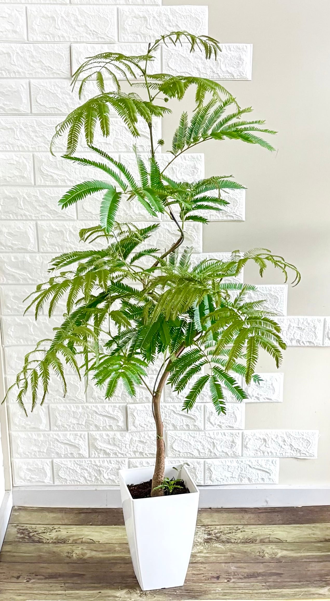 【現品】人気　エバーフレッシュ　曲がり樹形　7号鉢 観葉植物 現品】エバーフレッシュ 曲がり樹形 7号鉢 観葉植物 | 観葉植物のお店
