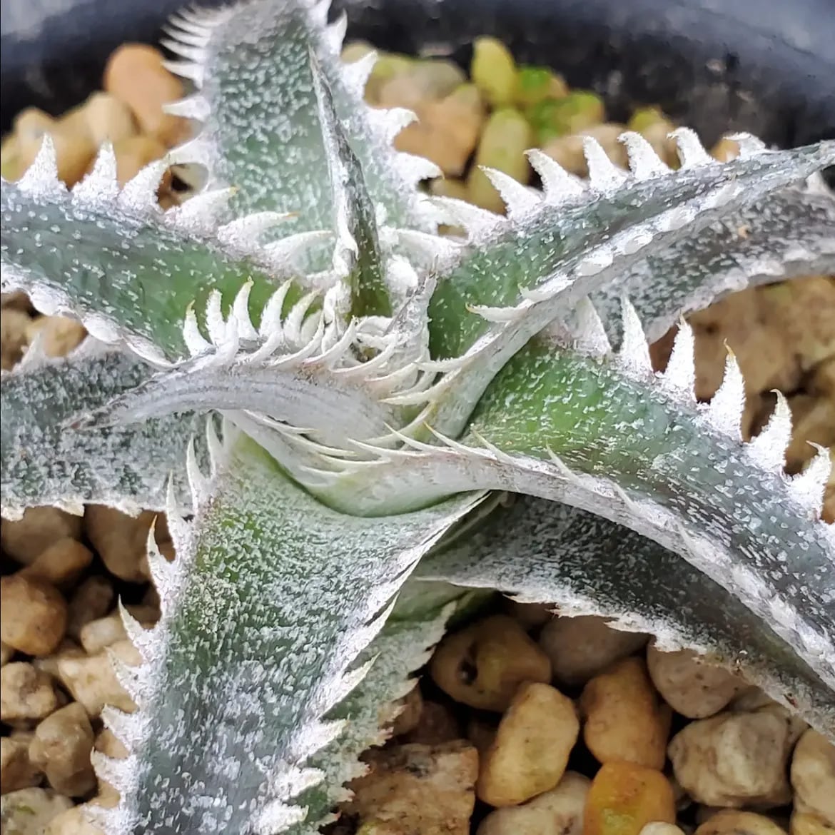 F00612_Dyckia 'Alraune' (BCR:15671)：ディッキア・アルラウネ（子株