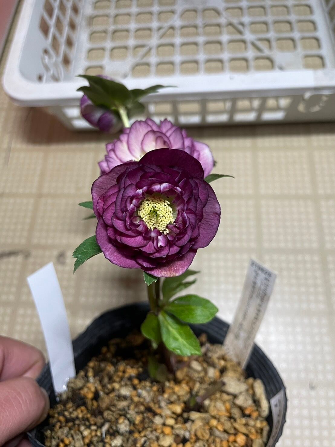 加藤農園 ホワイトゴールド爪紅グラデーション クリスマスローズ 同梱