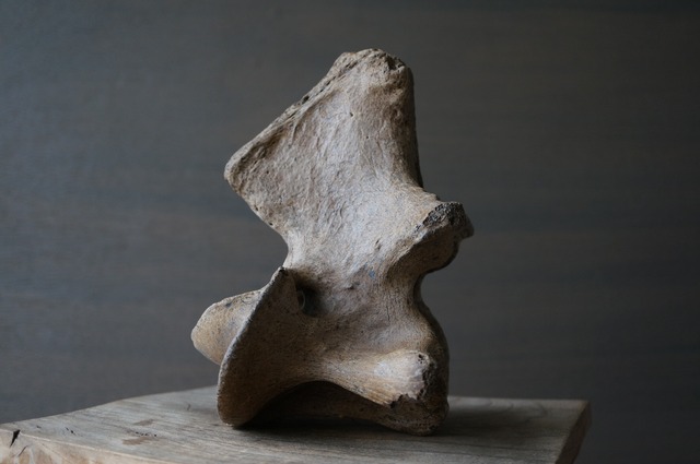 黒龍江省産古代大型哺乳類脊椎骨  Vertebra 2392
