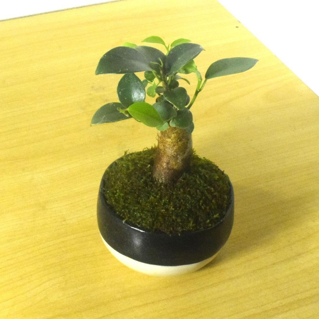 POTOCO ガジュマル 個性的 観葉植物 陶器鉢 盆栽 豆盆栽 インテリア