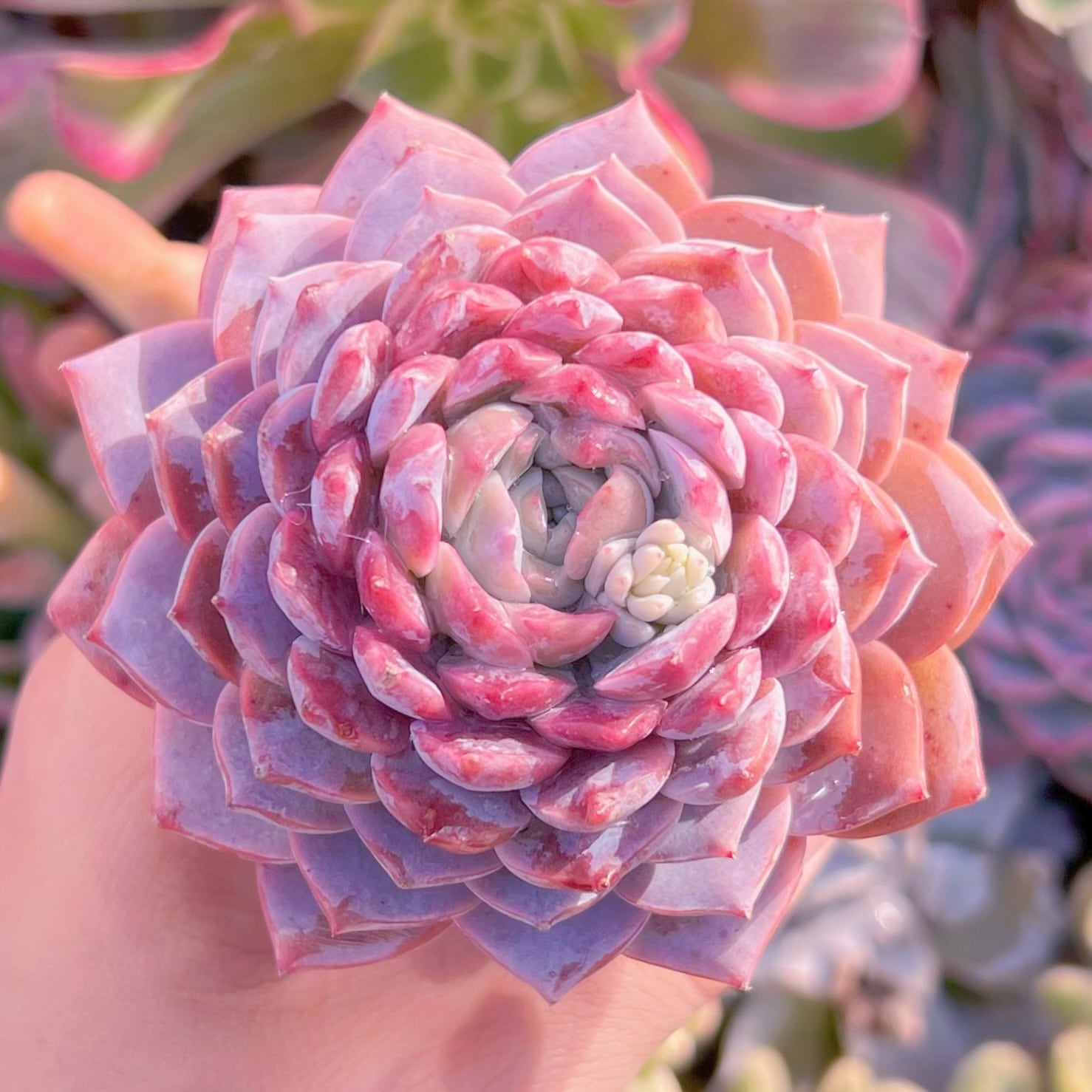 多肉植物　アメイジンググレースsp　新入荷　るる農園