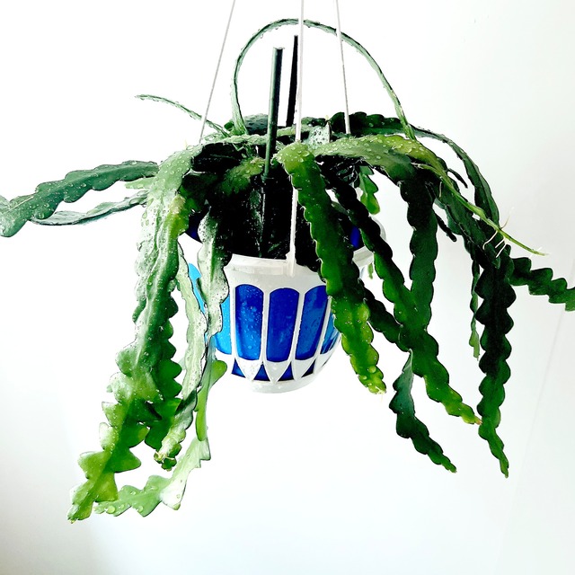 【希少】レピスミウム ボリビアナム 観葉植物 吊り下げ calm cafe