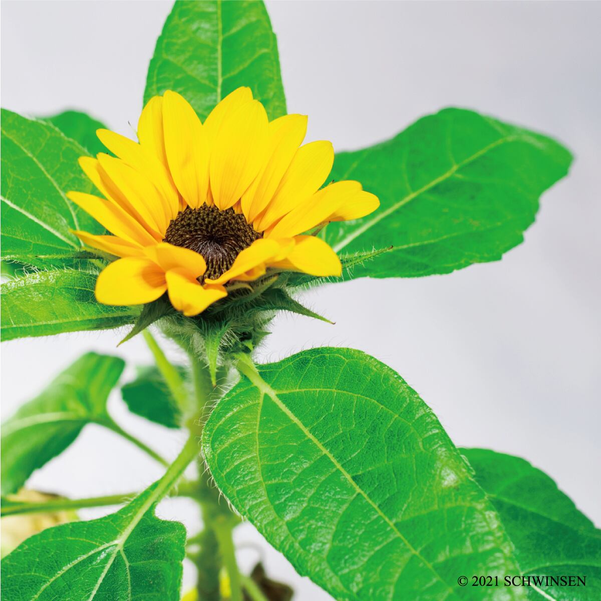 ウォールグリーン 北欧 カントリー ビタミンカラー ひまわり特大上品豪華