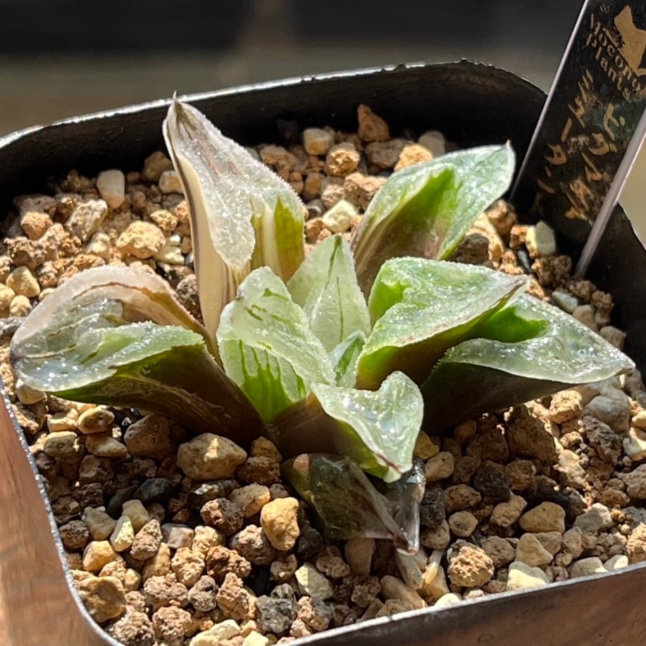 ハオルチア ピグマエアミュータント 実生 特異株③ ハオルチア ピグマエアミュータント錦 | mocono_plants