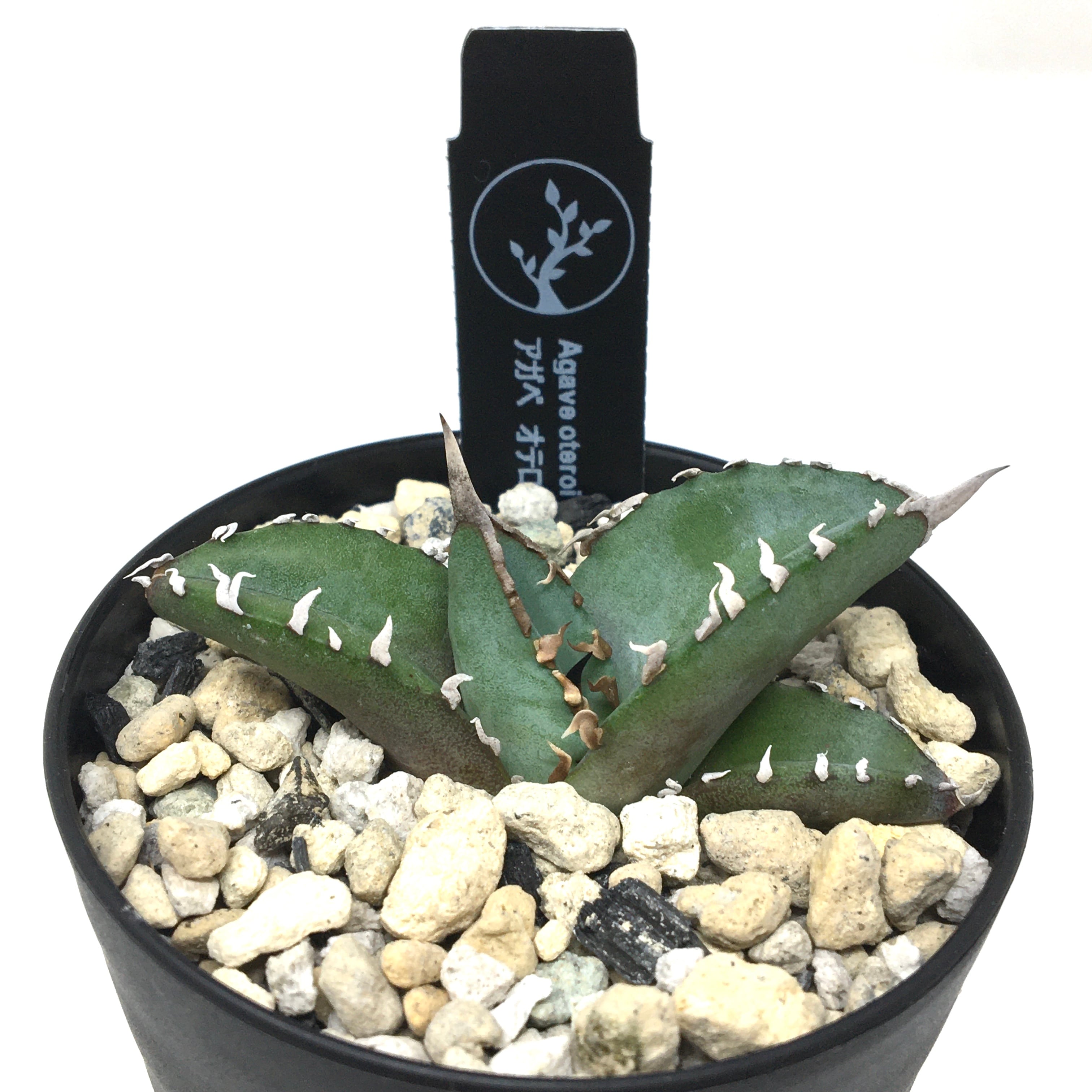 チタノタ 実生 親株 アガベ オテロイ（親株】オテロイ 国内実生株  