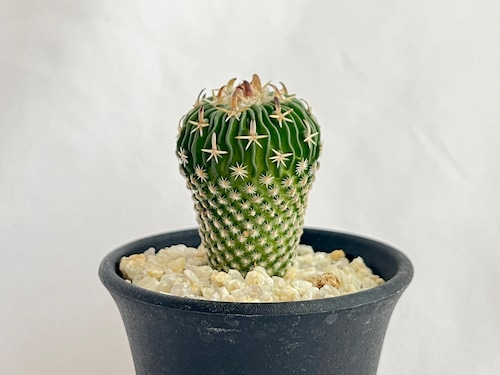 Echinofossulocactus phyllacanthus　エキノフォスロカクタス　白玉 　サボテン