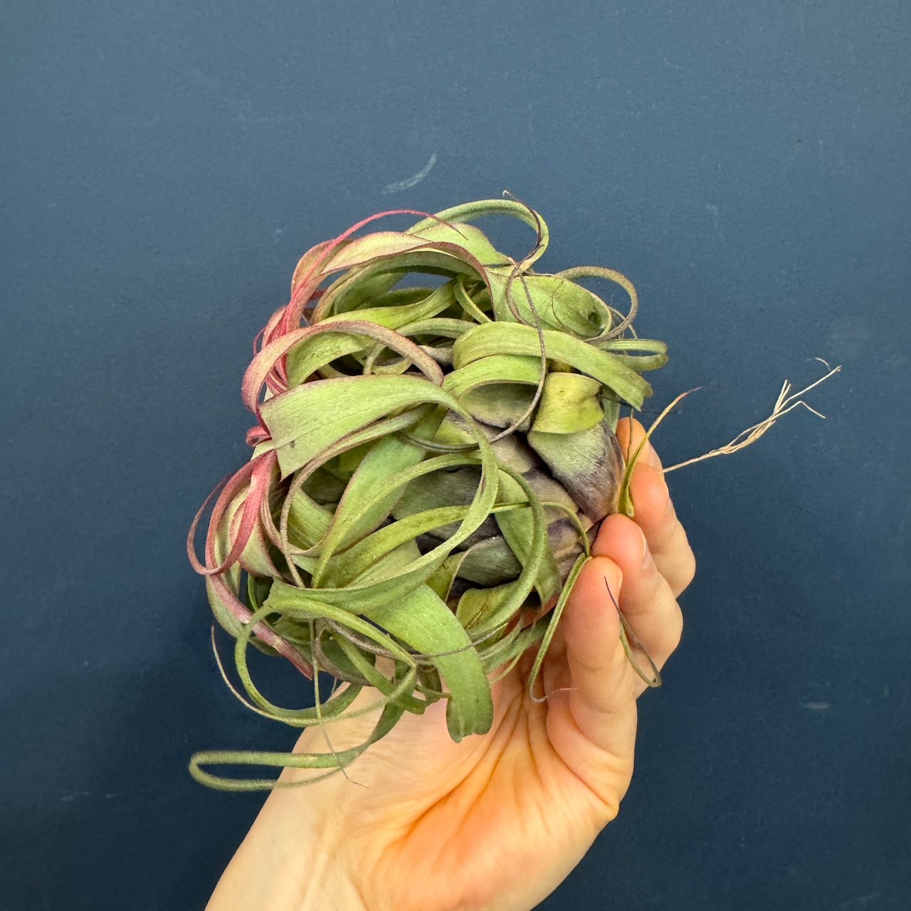 チランジア エリックノブロック【937】