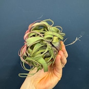 チランジア エリックノブロック【937】