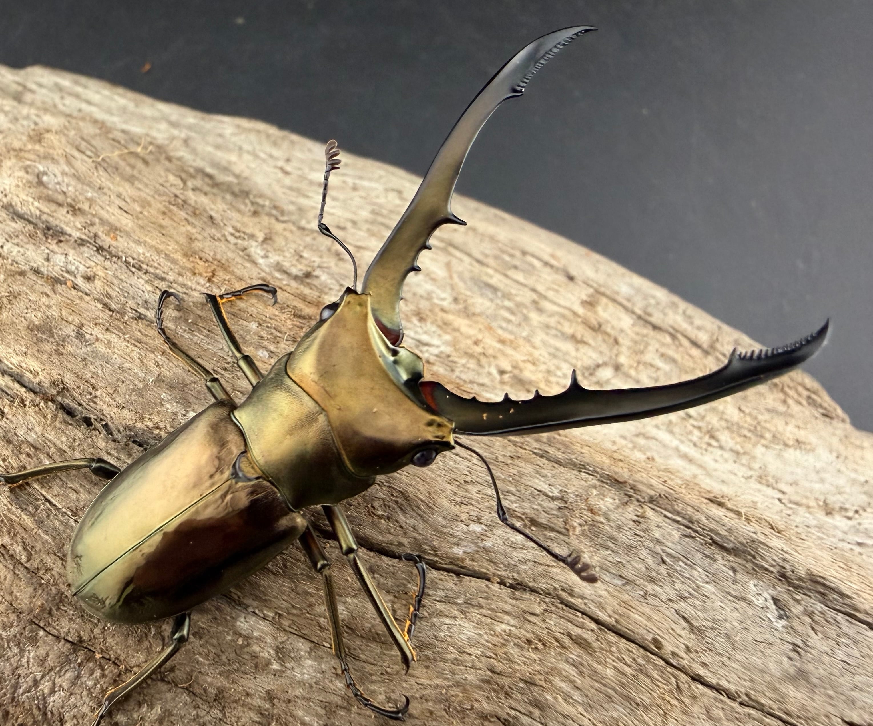 インペラトールホソアカ 幼虫5頭セット》 | KPW公式オンライン