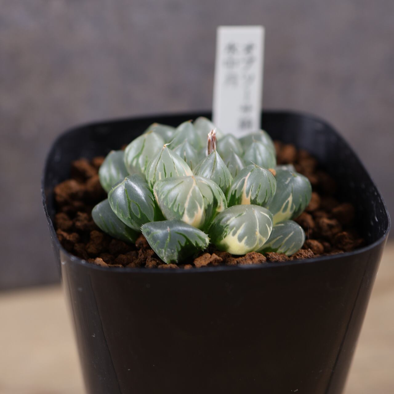 31k多肉植物　ハオルチア　銀オブツーサ錦　自家繁殖　抜き苗発送　8月25日取下 I69 多肉植物 ハオルチア オブツーサ錦 水中月錦 糊斑 縞斑 斑入り