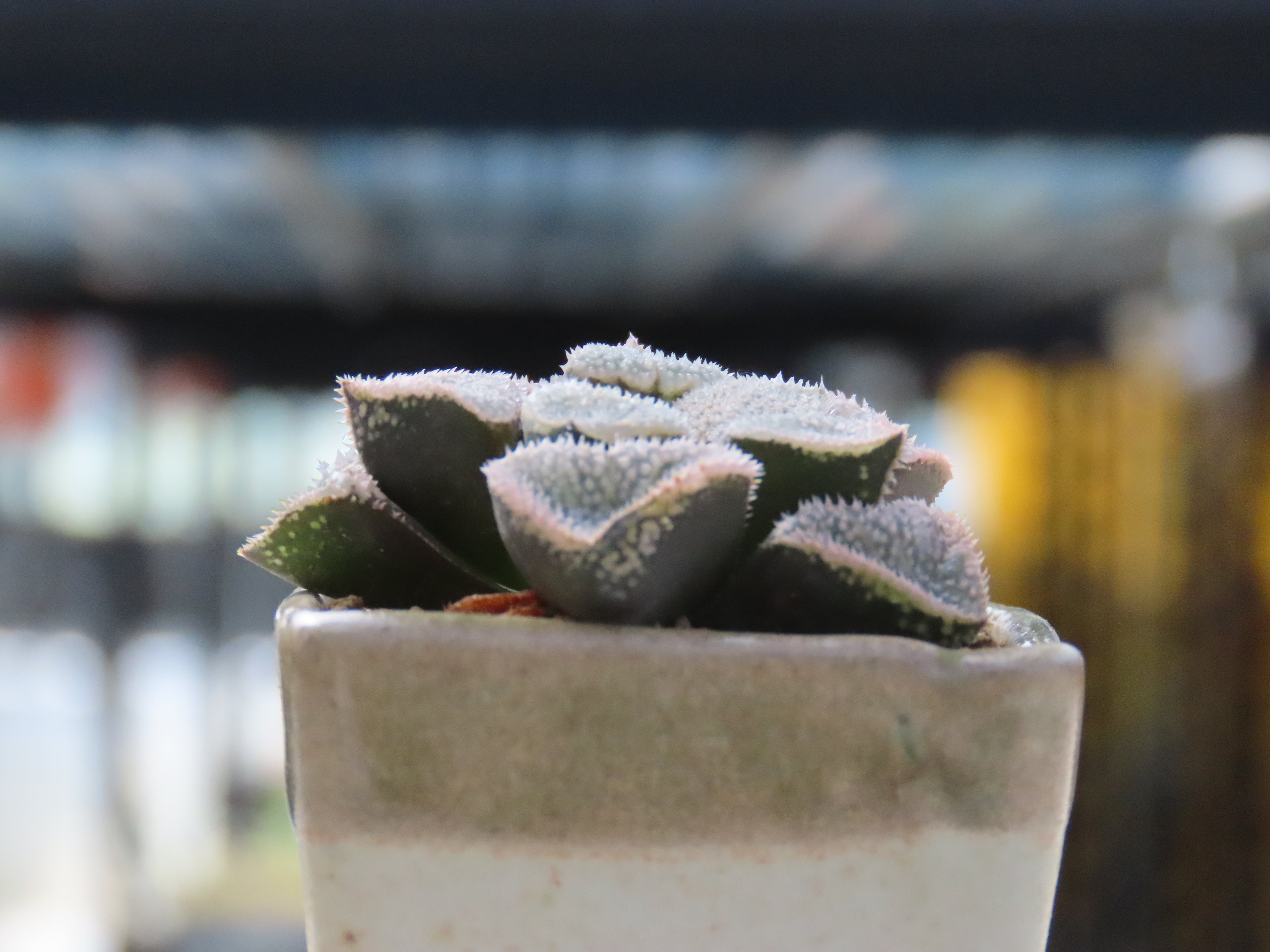 ハオルチア 天使 | RePlants