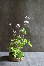 紫唐松 (ムラサキカラマツ)